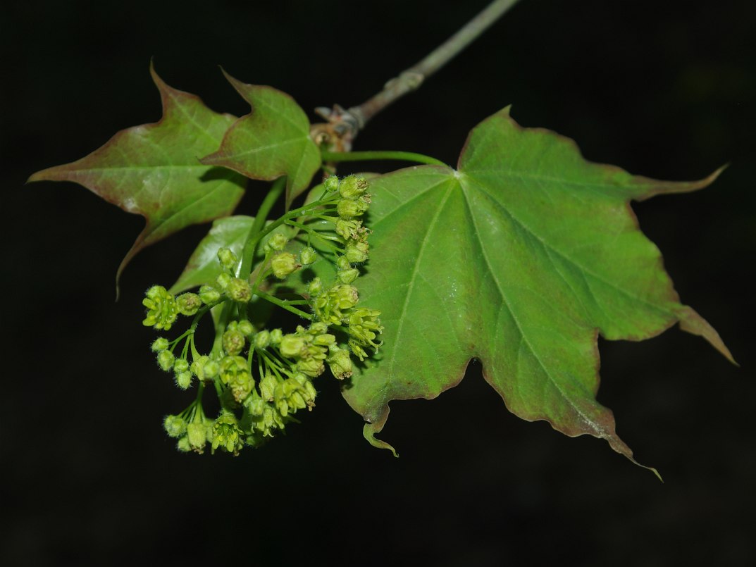 Image of Acer cappadocicum specimen.