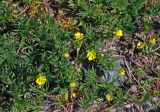 Potentilla tergemina. Верхушки побегов с соцветиями. Алтай, Онгудайский р-н, окр. с. Белый Бом, ≈ 1100 м н.у.м., каменистый склон. 11.06.2019.