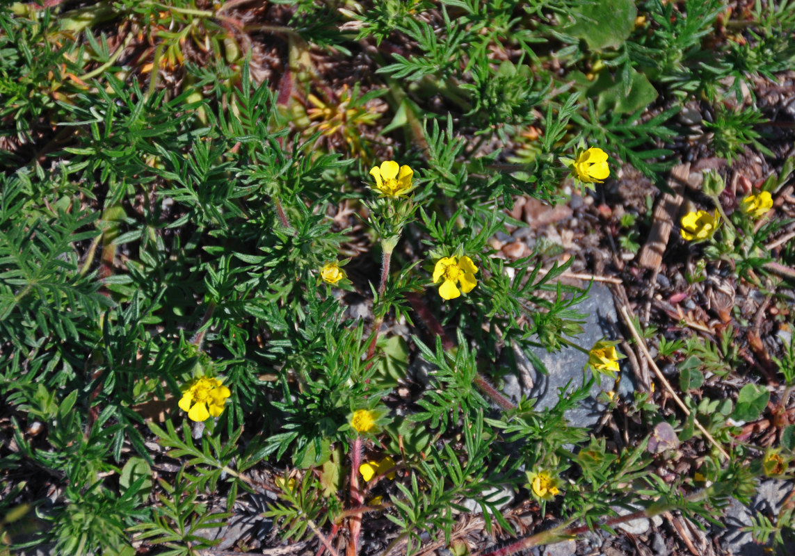 Изображение особи Potentilla tergemina.