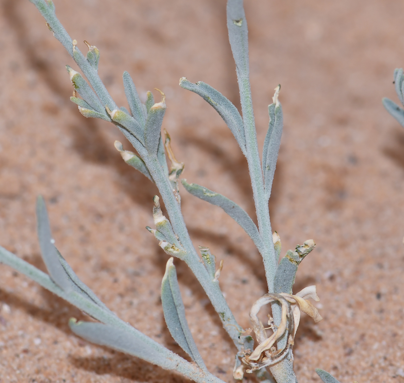 Image of Matthiola arabica specimen.