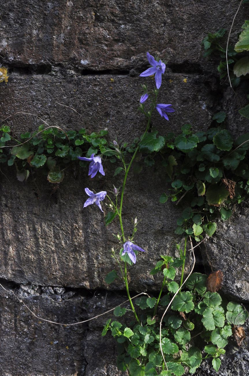 Изображение особи род Campanula.