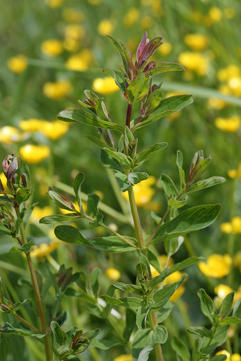 Изображение особи Hypericum perforatum.