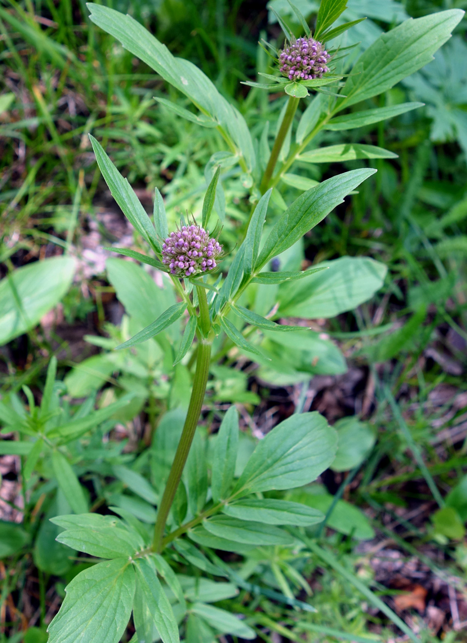 Image of Valeriana dubia specimen.