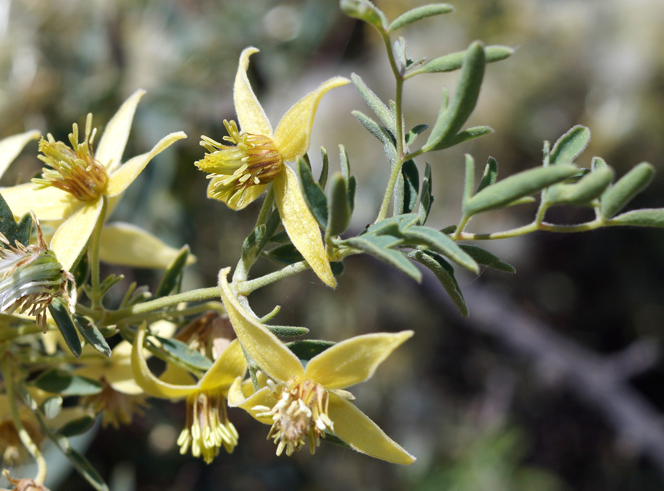 Изображение особи Clematis orientalis.