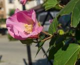 Hibiscus mutabilis