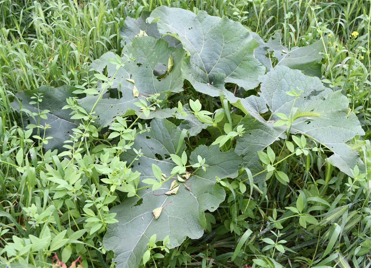 Изображение особи Arctium leiospermum.