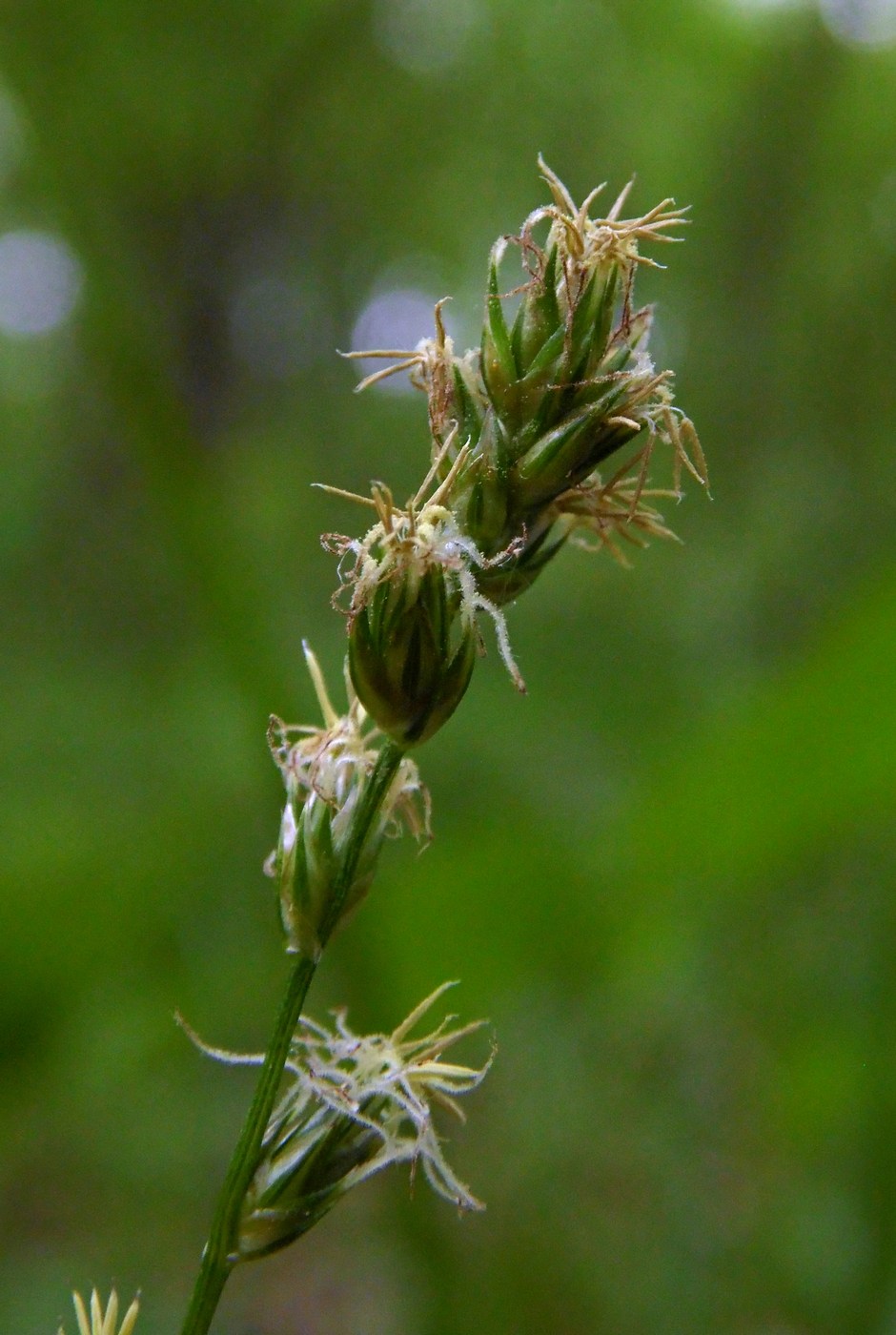 Изображение особи Carex divulsa.