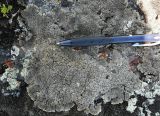 Image of taxon representative. Author is Игорь Евдокимов