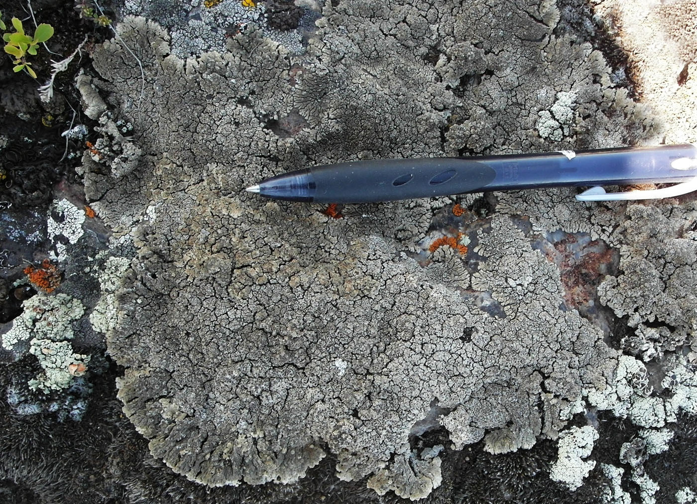 Image of Lobothallia praeradiosa specimen.