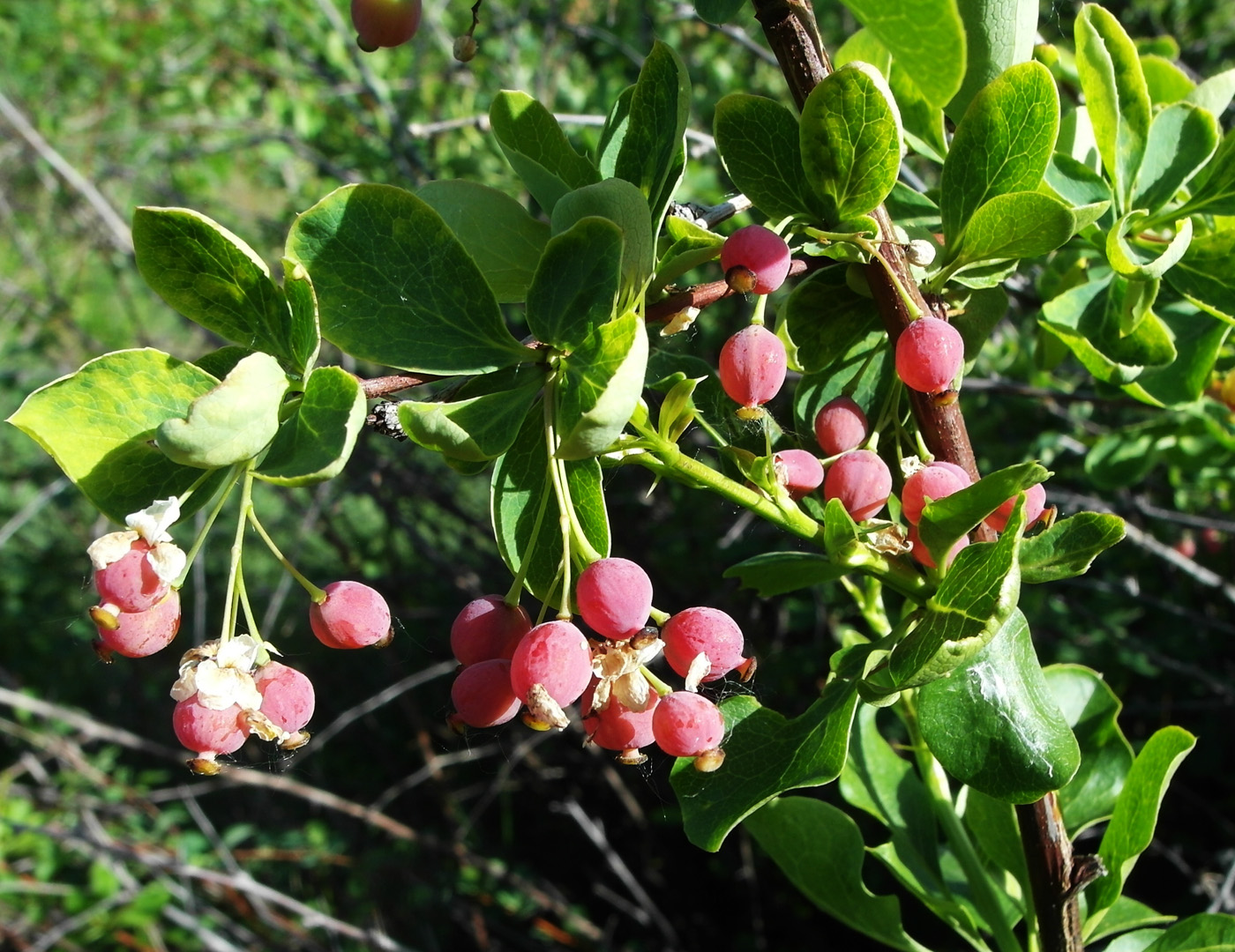 Image of Berberis sphaerocarpa specimen.