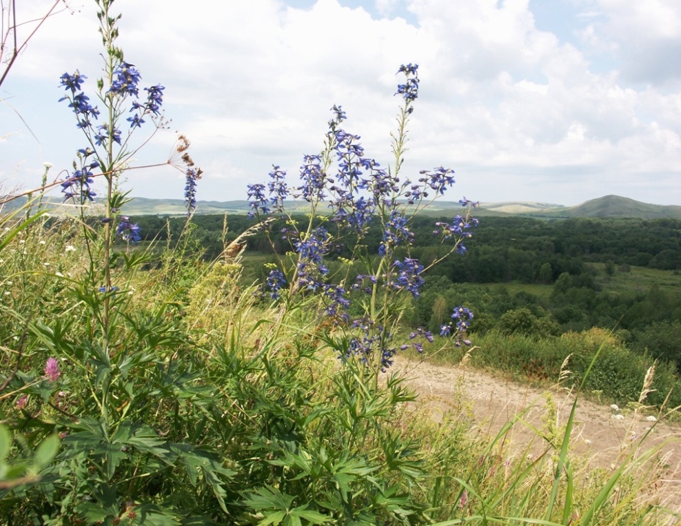 Изображение особи Delphinium dictyocarpum.