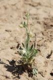 Delphinium rugulosum