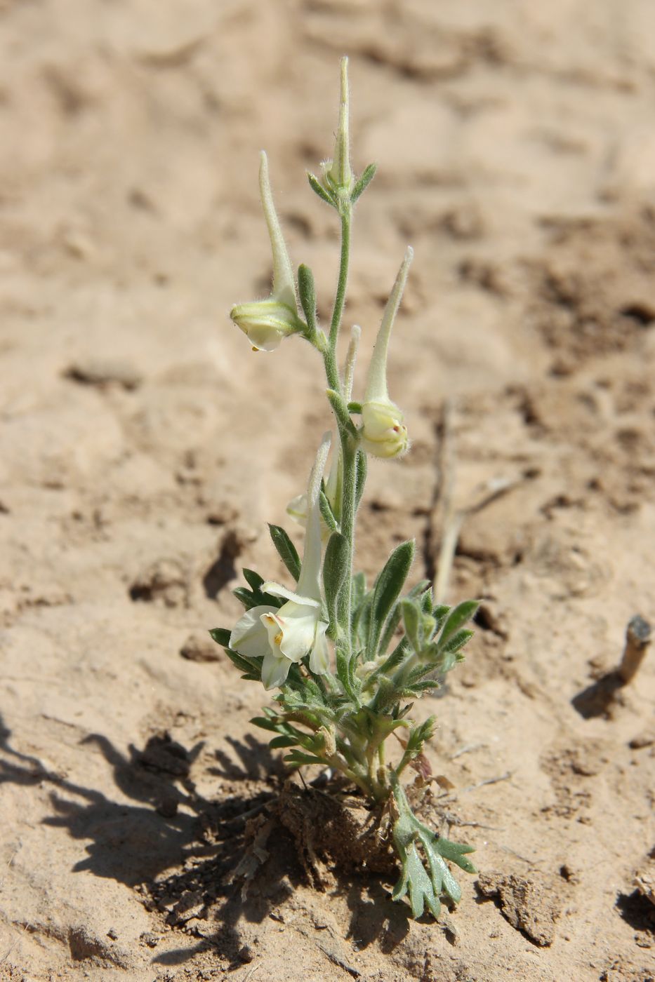 Image of Delphinium rugulosum specimen.