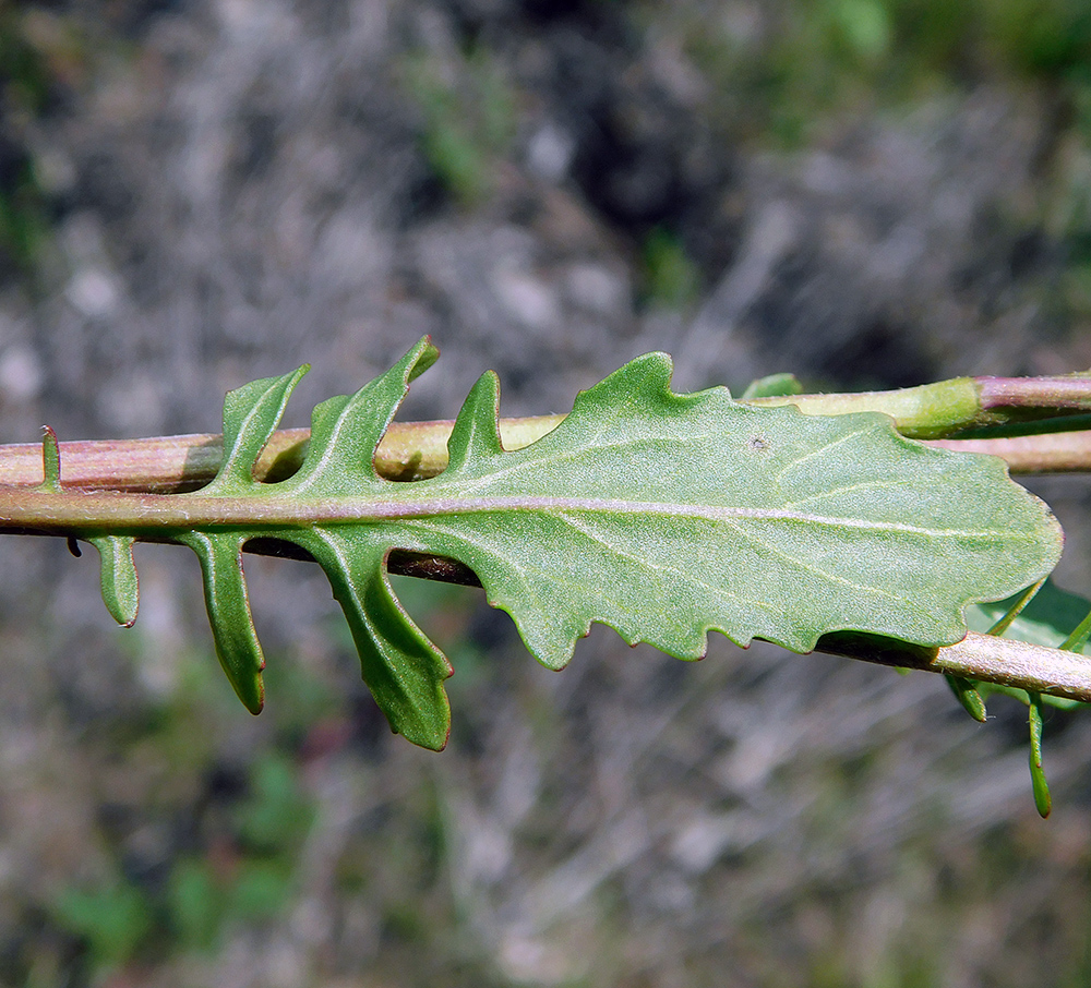 Изображение особи Eruca sativa.