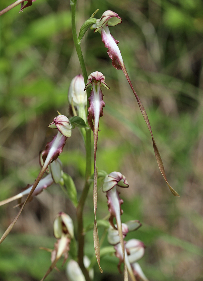 Image of Himantoglossum caprinum specimen.