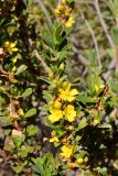 Hibbertia cuneiformis