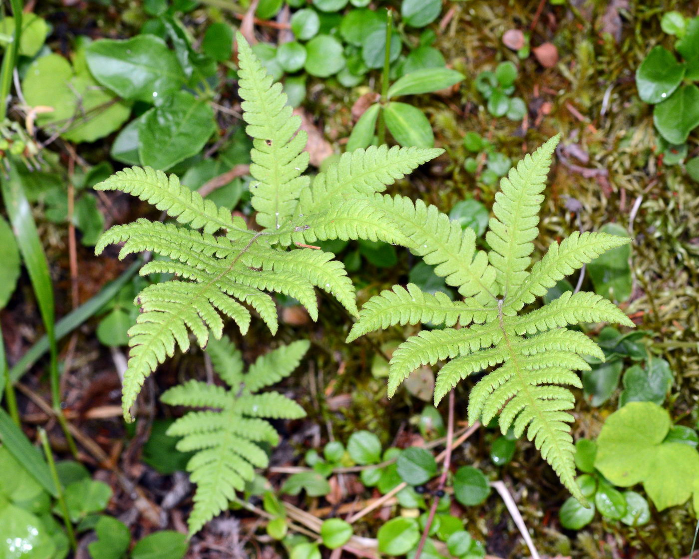 Изображение особи Phegopteris connectilis.