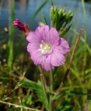 Epilobium hirsutum. Цветок. Московская обл., г. Электрогорск, восточный берег Стахановского озера. 08.08.2020.