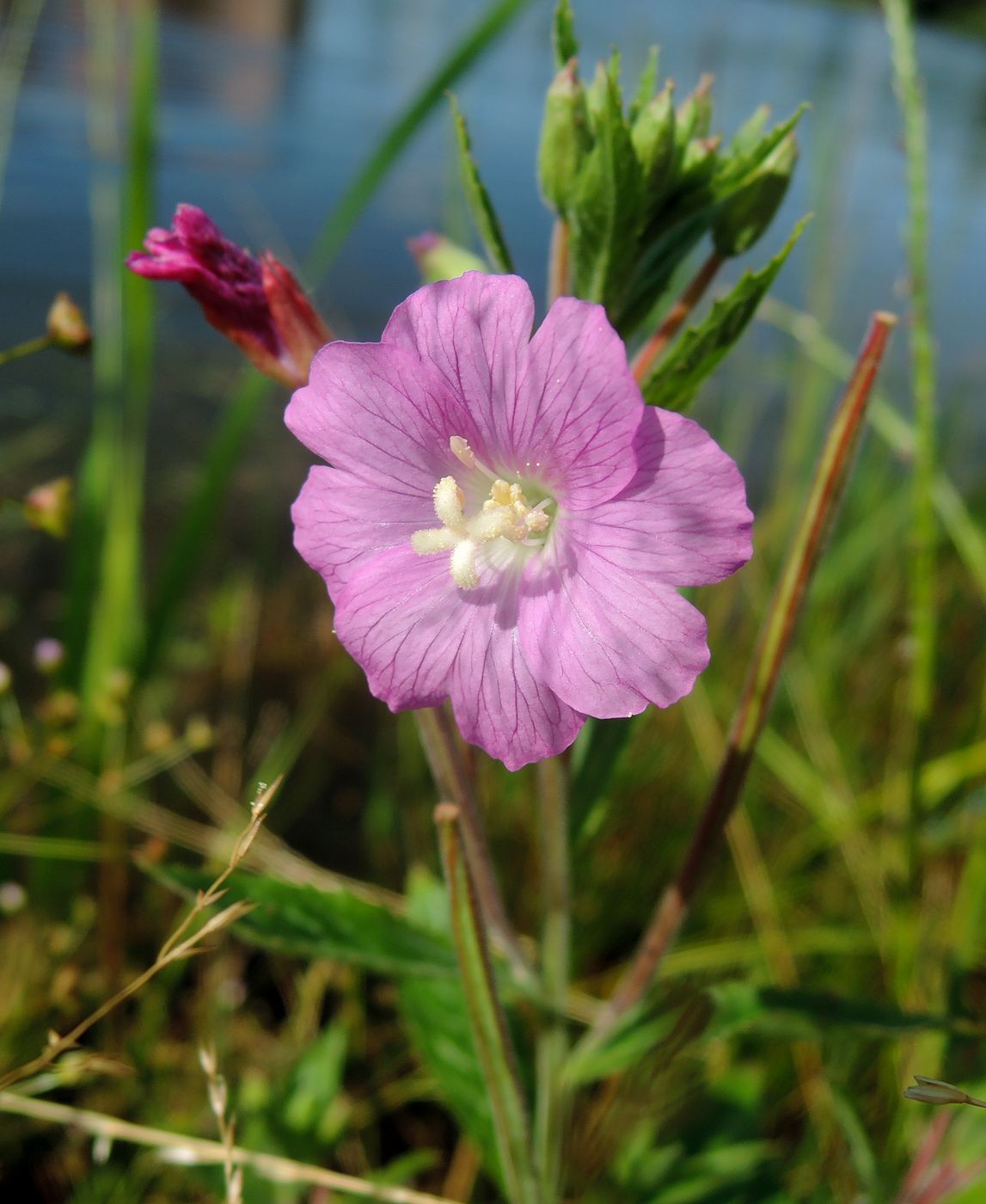 Изображение особи Epilobium hirsutum.