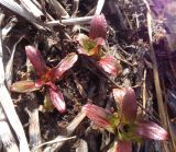 Epilobium