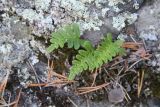 Polypodium vulgare