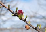 Larix sibirica. Часть ветки с молодой шишкой. Красноярский край, г. Норильск, окр. р-на Талнах. 17.06.2017.