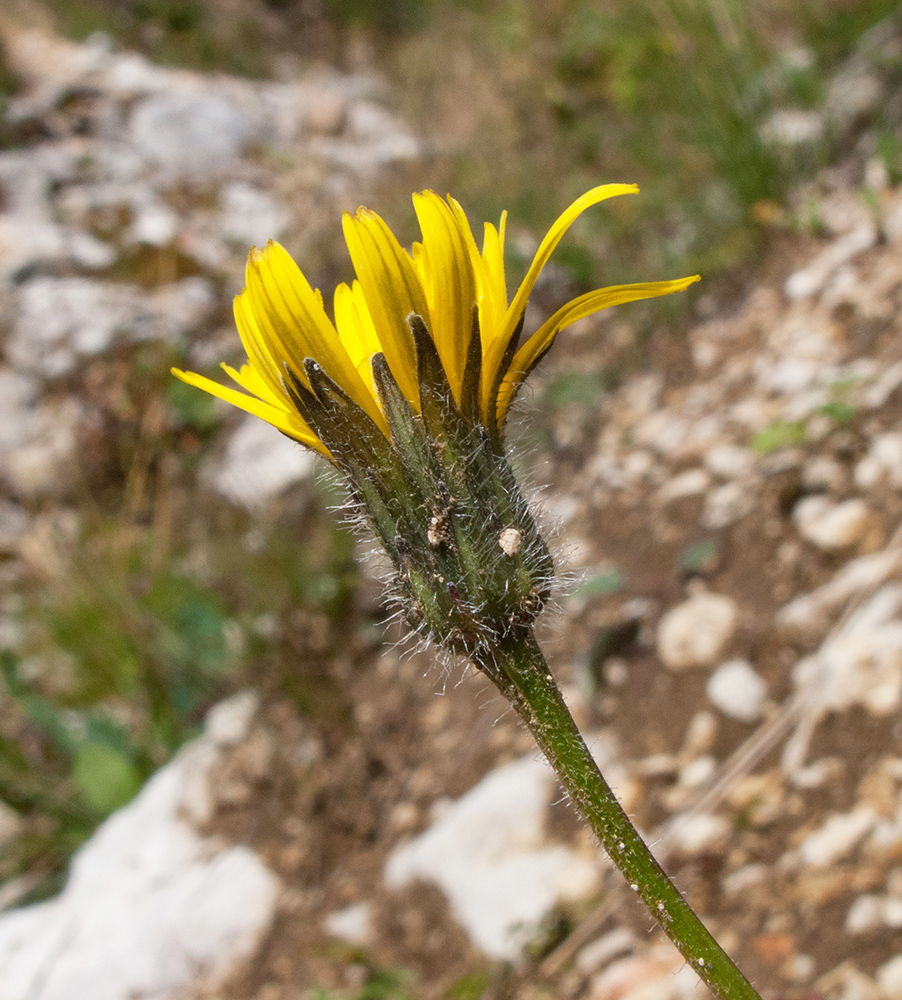 Image of Leontodon caucasicus specimen.