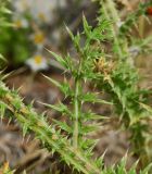 Onopordum blancheanum. Часть побега. Израиль, Верхняя Галилея, окр. села Гуш Халав, плато Дальтон. 16.04.2015.