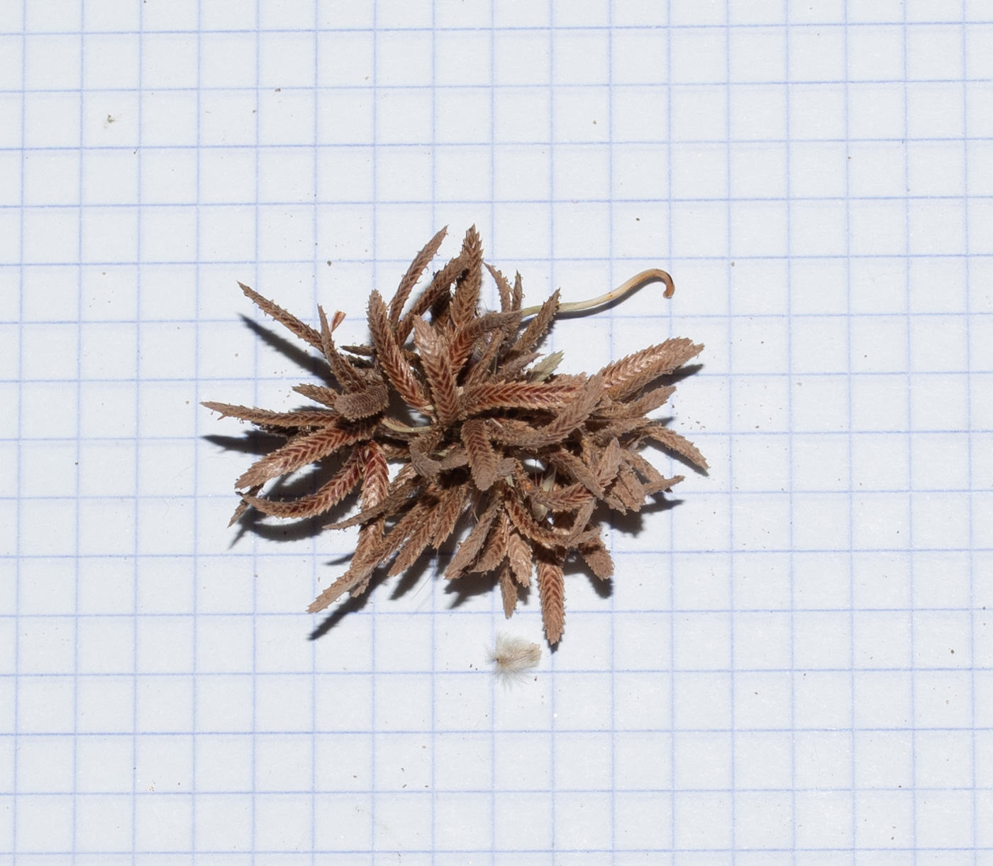 Image of Cyperus marginatus specimen.