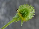 Geum aleppicum