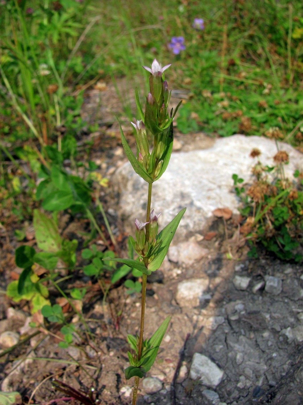 Image of Gentianella acuta specimen.