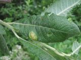 Salix pseudomedemii