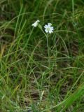 Cerastium arvense