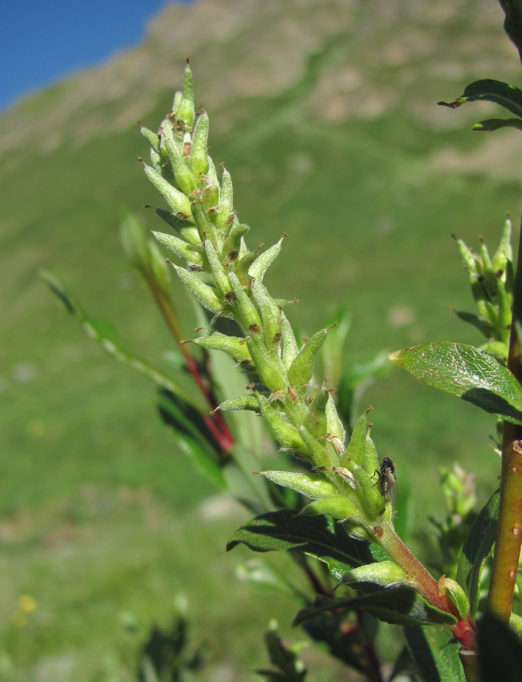 Изображение особи Salix kazbekensis.