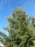 Pseudotsuga menziesii. Верхушка взрослого растения с шишками. Беларусь, г. Минск, парк Грековой, декоративное озеленение. 20.11.2020.