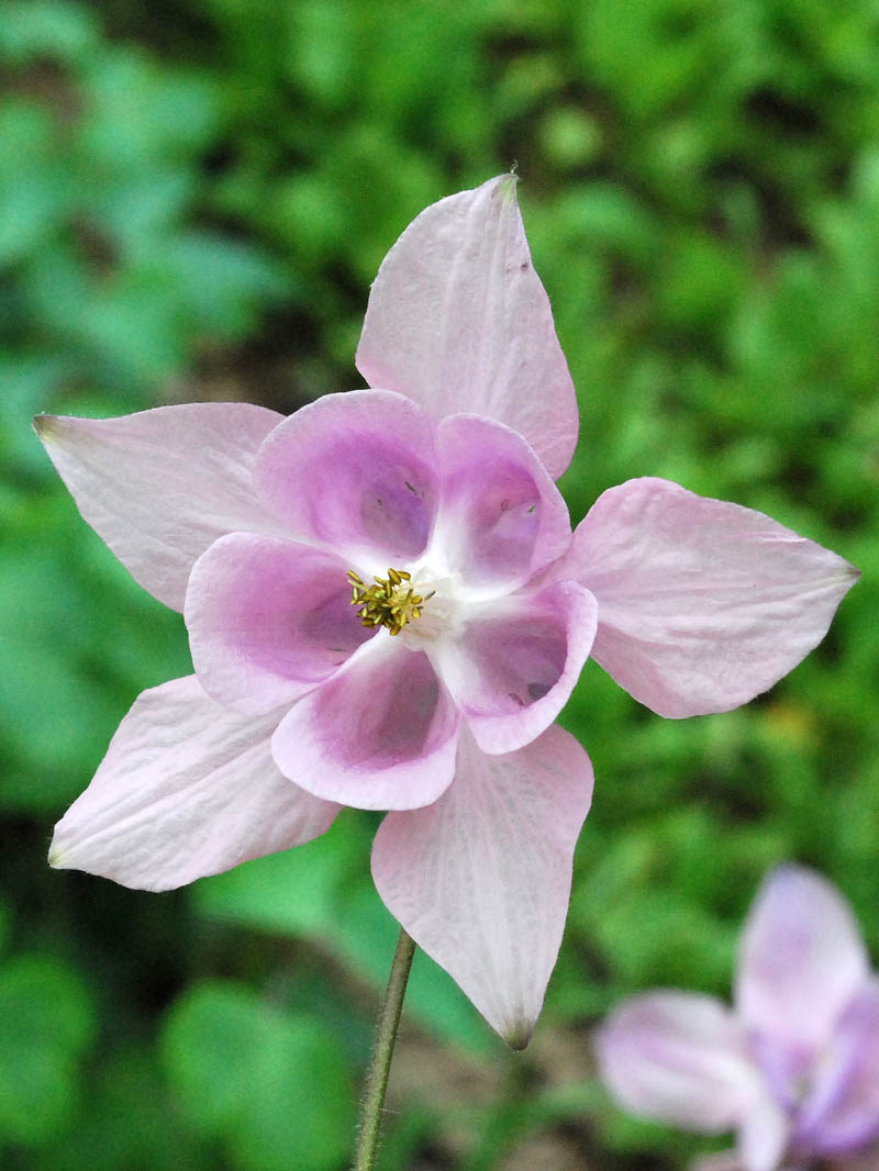 Image of Aquilegia vulgaris specimen.