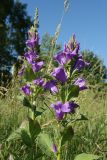 Campanula latifolia. Верхушки цветущих побегов. Ленинградская обл., Волосовский р-н, окр. дер. Пятая Гора, разнотравно-злаковый суходольный луг близ заброшенного парка. 27.06.2020.