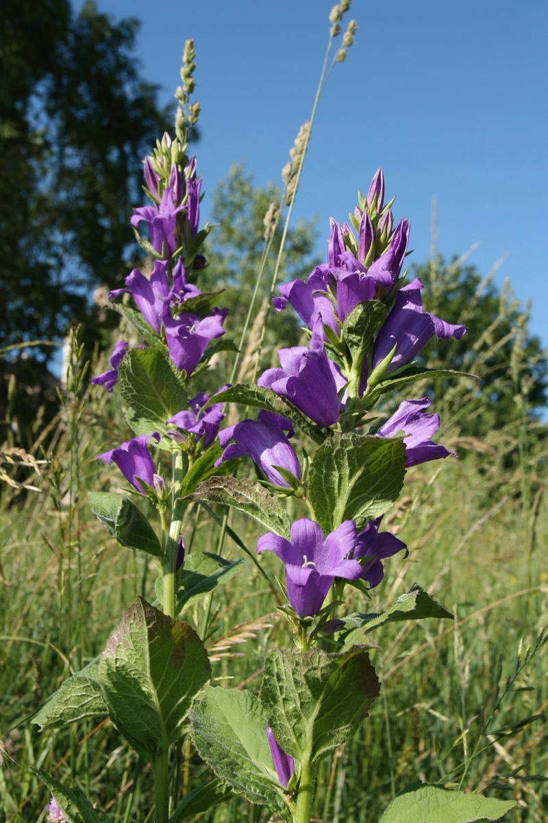 Image of Campanula latifolia specimen.