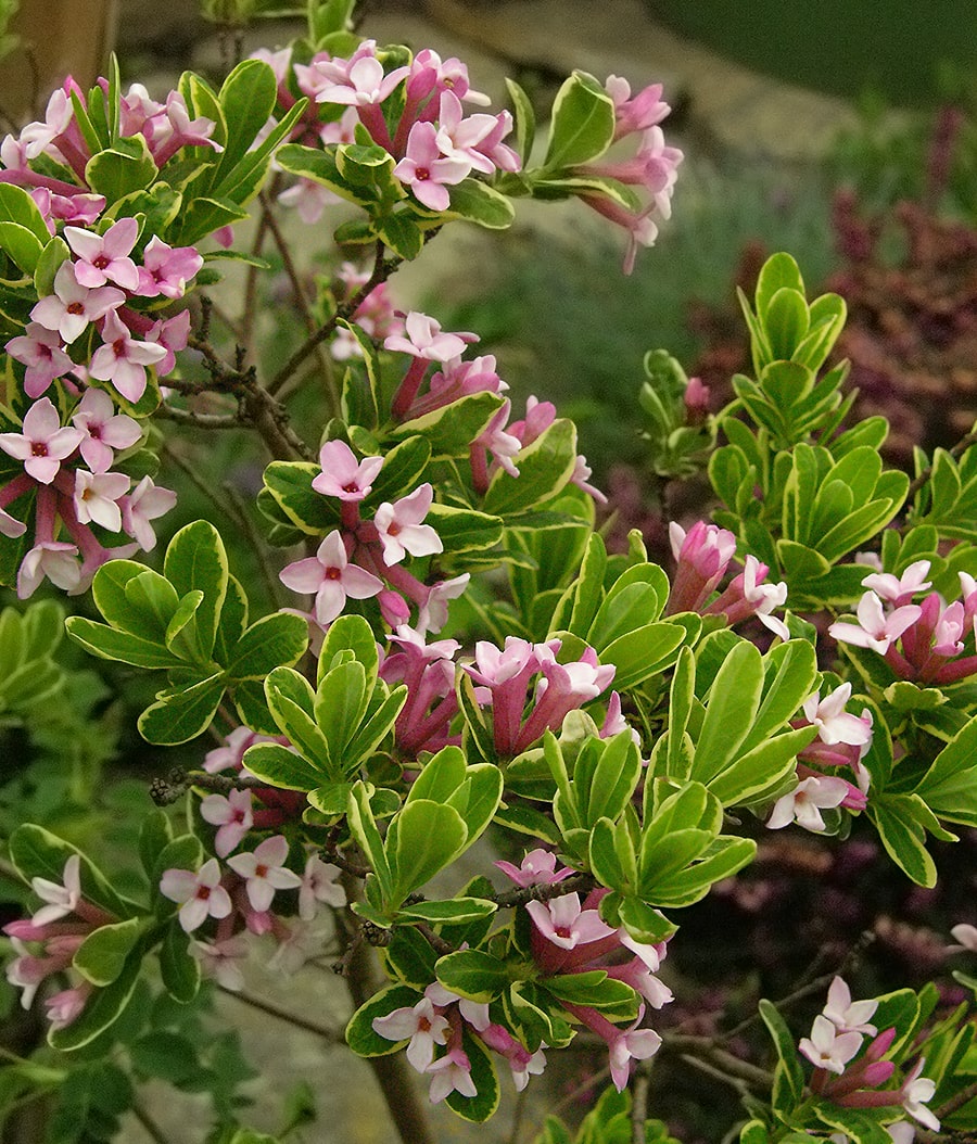 Image of Daphne &times; burkwoodii specimen.