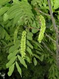 Pterocarya fraxinifolia. Ветвь с соплодиями. Лазаревский р-н г. Сочи, окр. аула Большой Кичмай. 05.06.2007.