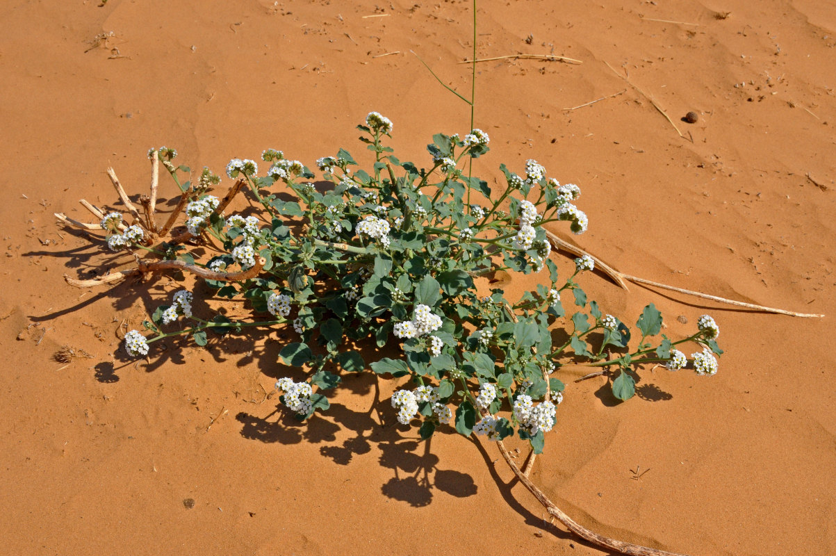 Image of Heliotropium suaveolens specimen.