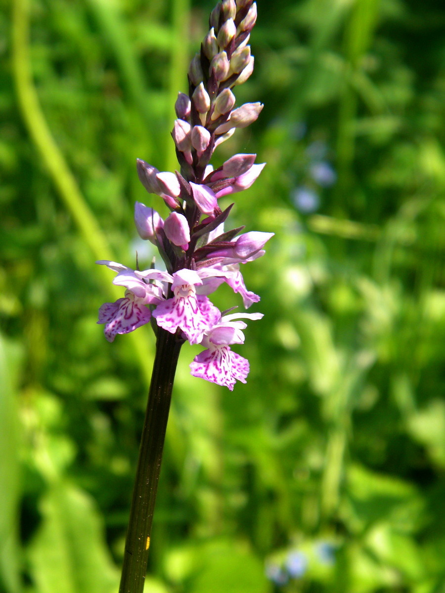 Изображение особи Dactylorhiza maculata.