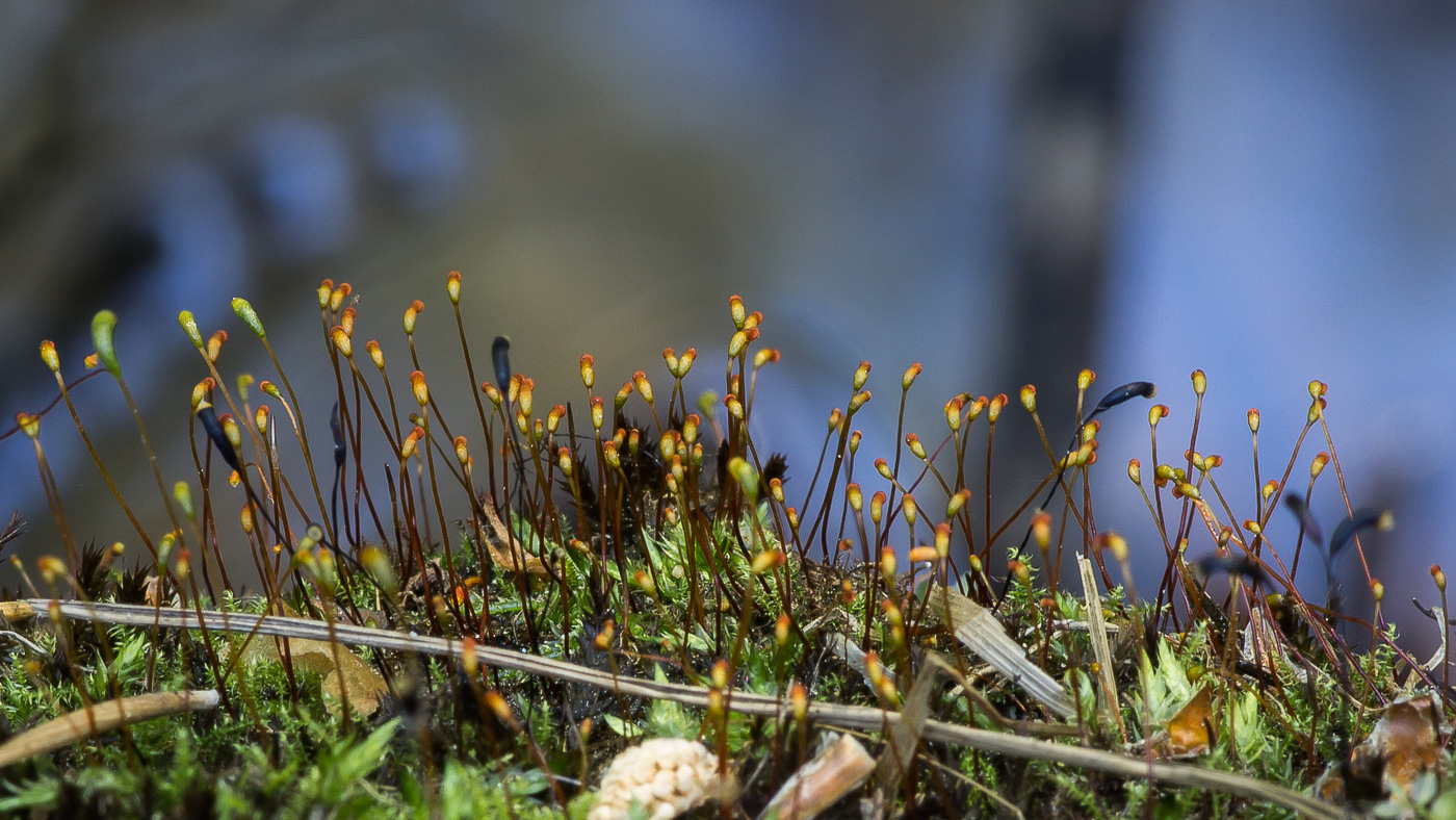 Изображение особи класс Bryopsida.