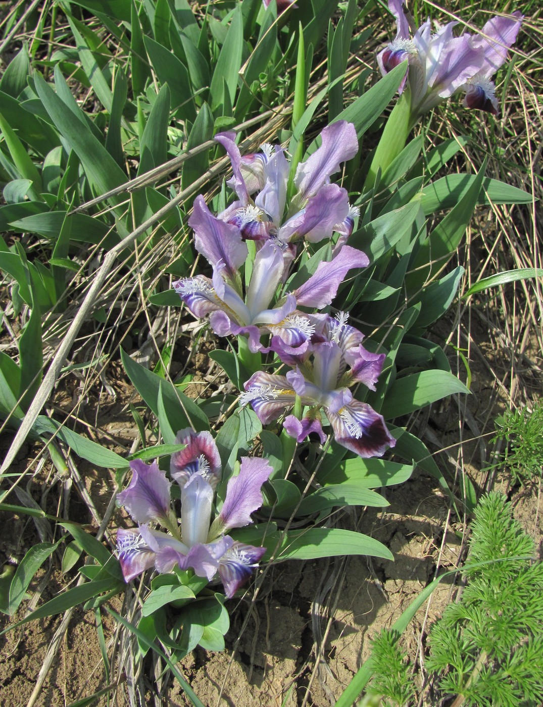 Image of Iris pumila specimen.