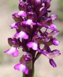 Anacamptis morio подвид caucasica. Часть соцветия. Крым, окр. с. Зеленогорье, ущ. р. Пананьян-Узень, пойма ручья, луг на берегу. 5 мая 2021 г.