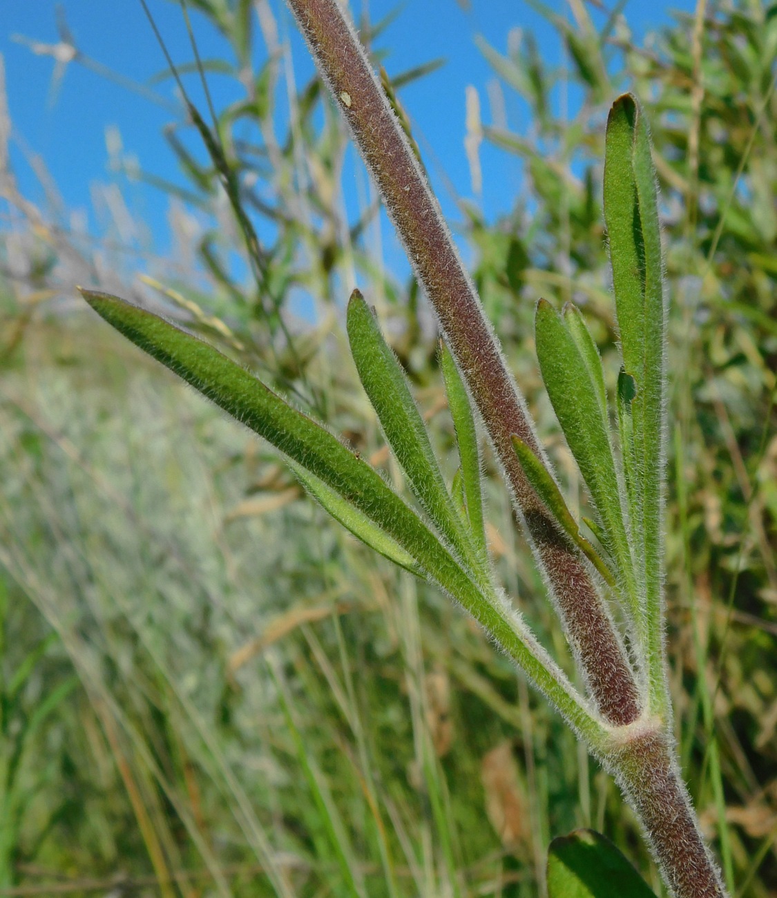 Изображение особи Silene chersonensis.