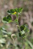 Medicago polymorpha
