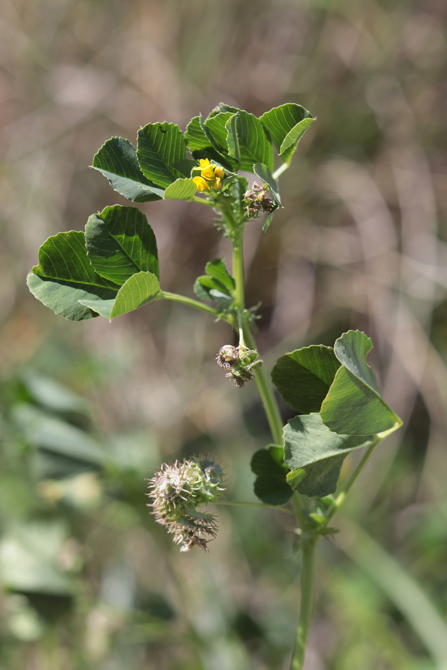 Image of Medicago praecox specimen.