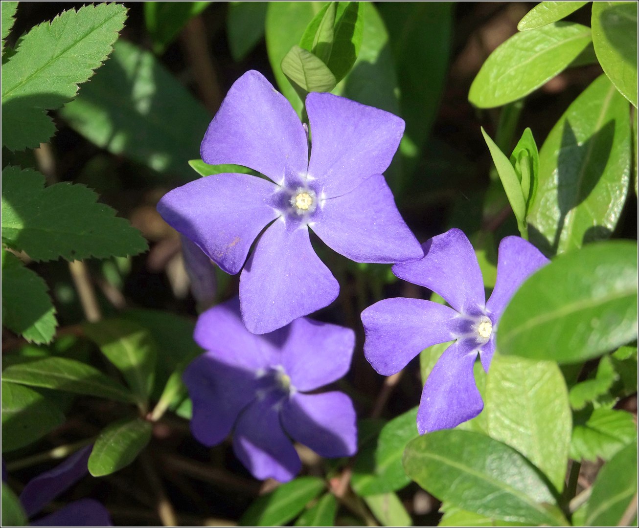 Image of Vinca minor specimen.