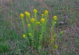 Euphorbia palustris. Цветущие растения. Астраханская обл., Икрянинский р-н, ерик Галга, прибрежные заросли кустарников. 23.04.2021.